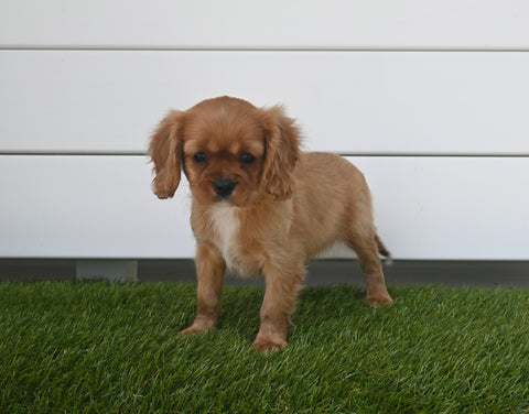 AKC Registered Cavalier For Sale Baltic OH Female-Angela