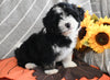 Mini Aussiedoodle For Sale Applecreek OH Male-Iddo
