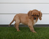 AKC Registered Cavalier For Sale Baltic OH Female-Angela