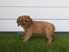 AKC Registered Cavalier For Sale Baltic OH Female-Ashley