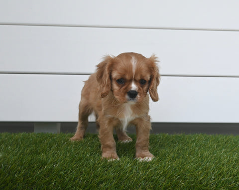 AKC Registered Cavalier For Sale Baltic OH Male-Asher