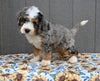 Mini Bernedoodle For Sale Millersburg OH Male-Ryan