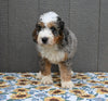 Mini Bernedoodle For Sale Millersburg OH Male-Ryan
