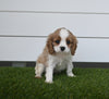 AKC Registered Cavalier For Sale Baltic OH Male-Maverick