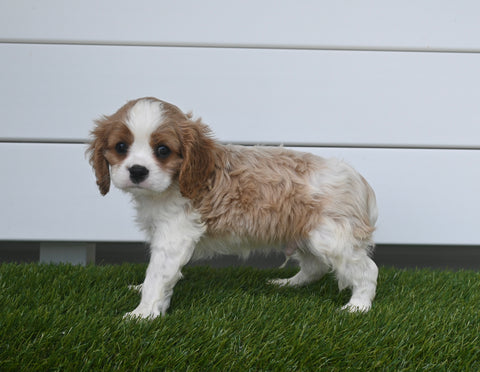 AKC Registered Cavalier For Sale Baltic OH Male-Maverick