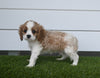 AKC Registered Cavalier For Sale Baltic OH Male-Maverick