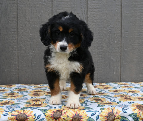 Mini Bernedoodle For Sale Millersburg OH Female-Marie