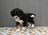 Mini Bernedoodle For Sale Millersburg OH Female-Marie