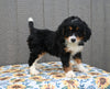 Mini Bernedoodle For Sale Millersburg OH Female-Marie