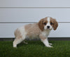 AKC Registered Cavalier For Sale Baltic OH Male-Alex