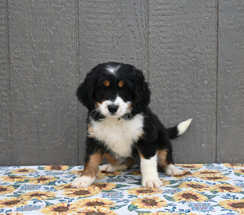 Mini Bernedoodle For Sale Millersburg OH Female-Tina