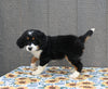 Mini Bernedoodle For Sale Millersburg OH Female-Tina