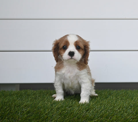AKC Registered Cavalier For Sale Baltic OH Female-Tracy