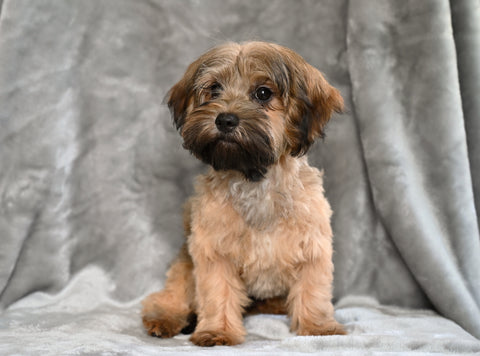 F1B Yorkipoo For Sale Millersburg OH Male-Ethan