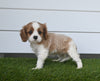 AKC Registered Cavalier For Sale Baltic OH Female-Tracy
