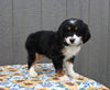Mini Bernedoodle For Sale Millersburg OH Female-Tina