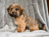 F1B Yorkipoo For Sale Millersburg OH Male-Ethan