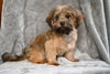 F1B Yorkipoo For Sale Millersburg OH Male-Ethan