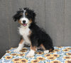 Mini Bernedoodle For Sale Millersburg OH Male-Travis