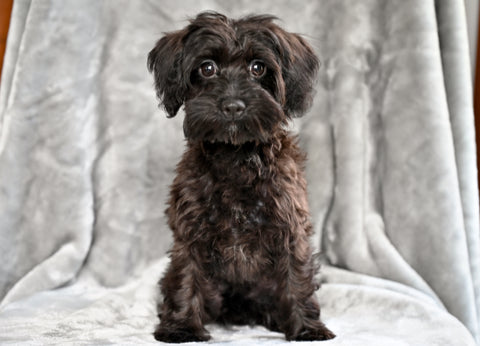 F1B Yorkipoo For Sale Millersburg OH Female-Emily
