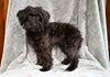 F1B Yorkipoo For Sale Millersburg OH Female-Emily