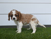 AKC Registered Cavalier For Sale Baltic OH Female-Twila