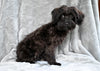 F1B Yorkipoo For Sale Millersburg OH Female-Emily