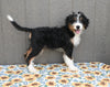 Mini Bernedoodle For Sale Millersburg OH Male-Travis