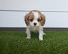 AKC Registered Cavalier For Sale Baltic OH Male-Sammy