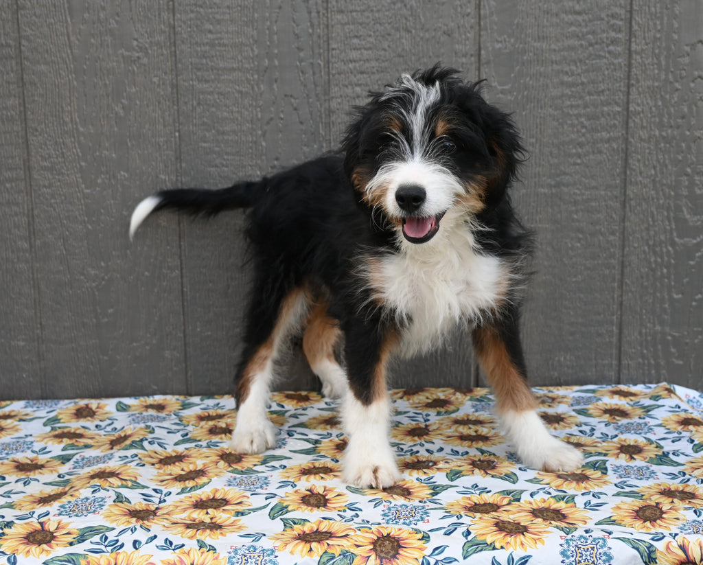 Mini Bernedoodle For Sale Millersburg OH MaleTravis AC Puppies LLC
