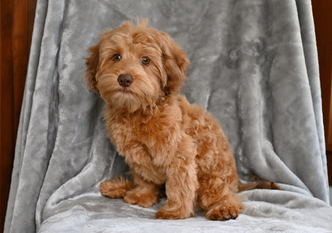 F1B Yorkiepoo For Sale Millersburg OH Male-Evan