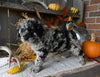 Mini Labradoodle For Sale Millersburg OH Female-Demi
