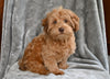 F1B Yorkiepoo For Sale Millersburg OH Male-Evan