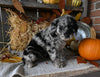Mini Labradoodle For Sale Millersburg OH Female-Demi
