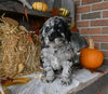 Mini Labradoodle For Sale Millersburg OH Female-Demi