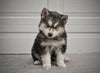 German Shepherd-Siberian Husky For Sale Holmesville OH Male-Hudson