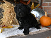 Mini Labradoodle For Sale Millersburg OH Female-Joyce