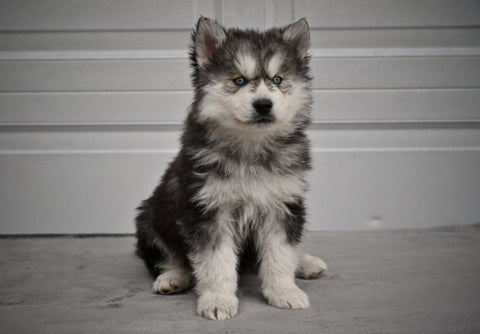 German Shepherd-Siberian Husky For Sale Holmesville OH Male-Hudson