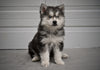 German Shepherd-Siberian Husky For Sale Holmesville OH Male-Hudson