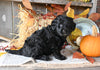 Mini Labradoodle For Sale Millersburg OH Female-Joyce
