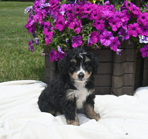Mini Bernedoodle For Sale Millersburg OH Male-Winston