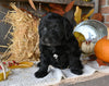 Mini Labradoodle For Sale Millersburg OH Female-Joyce