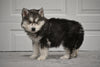 German Shepherd-Siberian Husky For Sale Holmesville OH Male-Hudson