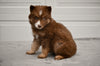German Shepherd-Siberian Husky Mix For Sale Holmesville Ohio Female-Lilly