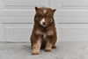 German Shepherd-Siberian Husky Mix For Sale Holmesville Ohio Female-Lilly