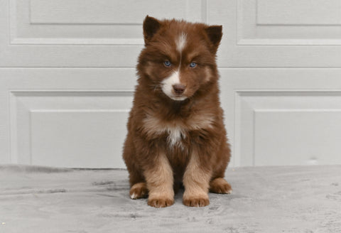 German Shepherd-Siberian Husky Mix For Sale Holmesville Ohio Female-Lilly