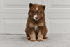 German Shepherd-Siberian Husky Mix For Sale Holmesville Ohio Female-Lilly