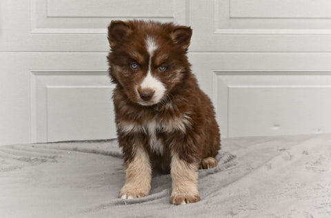 German Shepherd-Siberian Husky For Sale Holmesville OH Male Ozzy