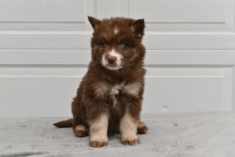 German Shepherd-Siberian Husky For Sale Holmesville OH Female-Heidi