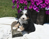 Mini Bernedoodle For Sale Millersburg OH Male-Bingo